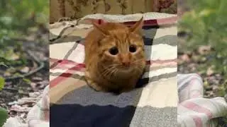 Видео из LIKE #3