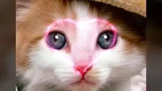 Title фото животные!! 🐈🐩🐺🐷🐖🐴🐎