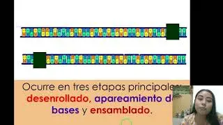 REPLICACION DEL ADN (Conceptos basicos, etapas y principales enzimas )