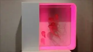 Pacific Sea Nettles in a Cubic home jellyfish aquarium
