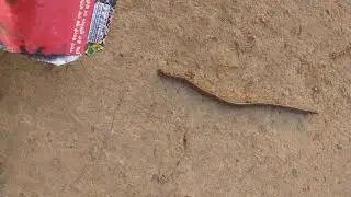 Save the earthworm from harm #shorts #shortsvideo