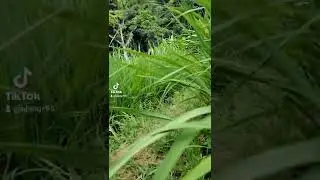 Mapai Jalan Satapak