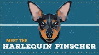 Harlequin Pinscher | CKC Breed Facts & Profile