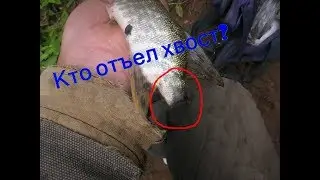 Летняя рыбалка. Итоги августа 2018.