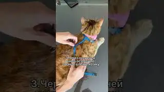 Как приучить кошку к прогулкам на поводке 