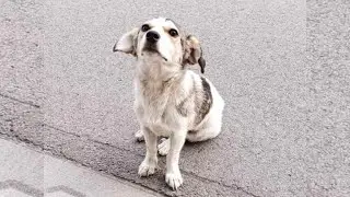 The poor dog was found in a te.rrible condition between two towns