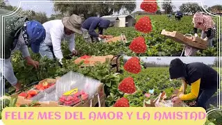 No manches esto está buenísimo a $2.50 dólares la caja piscando la variedad de fresas más grande