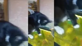 кот Васька и GloFish