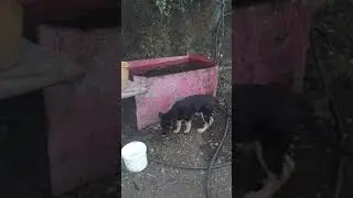 немецкая овчарка 3 месяца