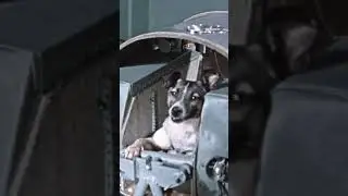 A PET MAIS FAMOSA DO MUNDO