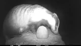 Badger foraging and feeding in the garden