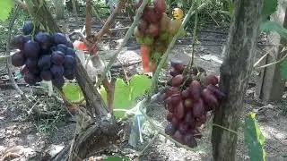 Вот эти сорта винограда и  нужны на нашем винограднике