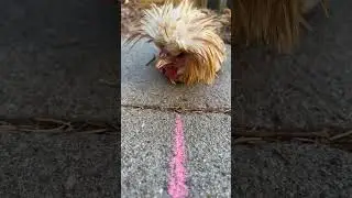 Hypnotize a chicken!