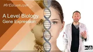 Gene expression, transcription factors and epigenetics - A Level Biology