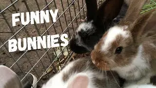 Funny Bunny Compilations Will Make Your Day