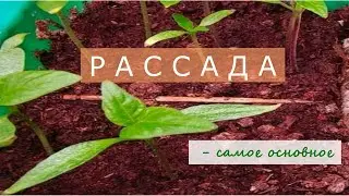 Мои растишки/# Рассада - самое основное #РассадаСамоеОсновное