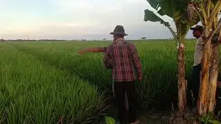 Survai lahan Sawah
