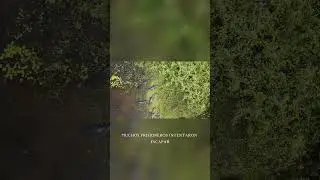 Mejor NO Escapar de Esta Prisión. Irás a los Cocodrilos