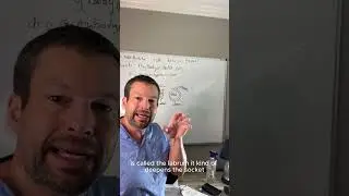 Shoulder Labrum -Anatomy
