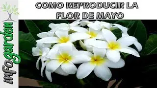 How to Propagate and Fertilize the Plumeria Plant