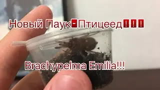 Мой новый паук-птицеед Brachypelma Emilia