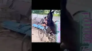 Покатушки с ослом 