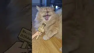 Lustige Katze singt😂 I will always love you 😂