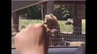 This Bear waves after getting a snack