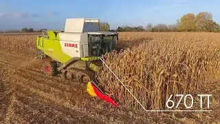 🤠🌽Claas Lexion 670 TT au Maïs grain au couché de soleil ! SARL Ledein !