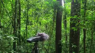 10 Min of Cicadas Sounds | Sounds of Thaimand rain forest