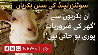 Swiss Goats in Swat: How Saanen's High Milk Production Is Easing Household Budgets - BBC URDU