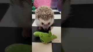 Hedgehog having an epic fight against villain stuffed toys with Bring Me To Life in the background