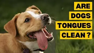 Are Dogs Tongues Cleaner than Human Tongues?