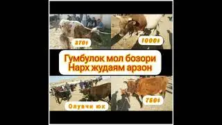 #кора_мол