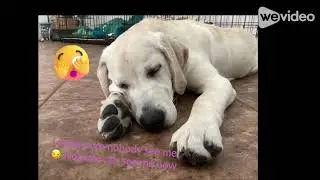 Yellow lab puppy trying to hide
