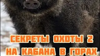Секреты охоты в горах, часть вторая - кабан!