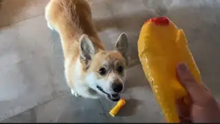 У игрушки корги Максяша отвалилась голова !!!