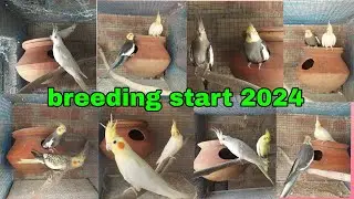 cocktail breeding season start | cocktail breeding | cocktail breeding season in India | cocktail