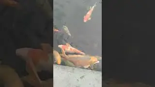 TERAPI IKAN 
