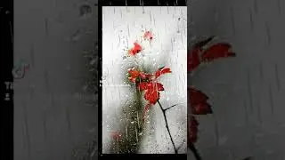 У ПРИРОДЫ НЕТ ПЛОХОЙ ПОГОДЫ ... #осеннийдождь🍁