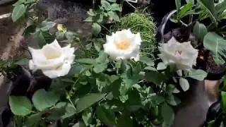 วิธีปลูกต้นกุหลาบ ขยายพันธุ์ ดอกสวย เร่งรากให้พุ่มสวย สำหรับคนรักไม้ดอก EP.1
