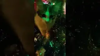 Василиска-сосиска проверяет выполнение работ🐈 