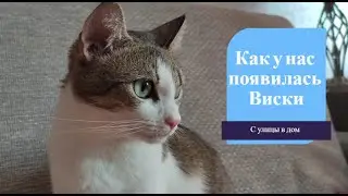 Как Виски попала к нам