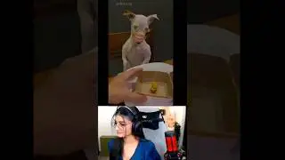 Khana khila / payal gaming reaction funny video 🤣 / Payal gaming / Omegle #shorts
