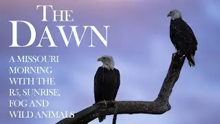 The Dawn
