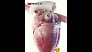 human heart !! heart sound