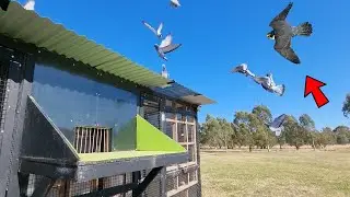 FALCONS ARE BACK