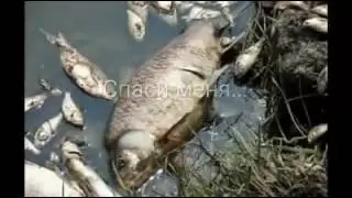 Я твой Урал не делай так чтоб я пропал!