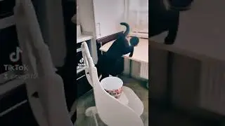 Кошка Снежок пьет из хозяйской кружки.