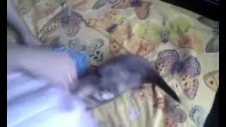 Ferrets rage